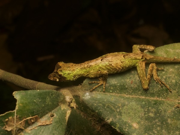 Big-headed Anole (Anolis capito)