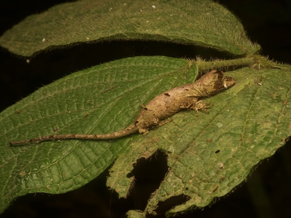 Big-headed Anole (Anolis capito)