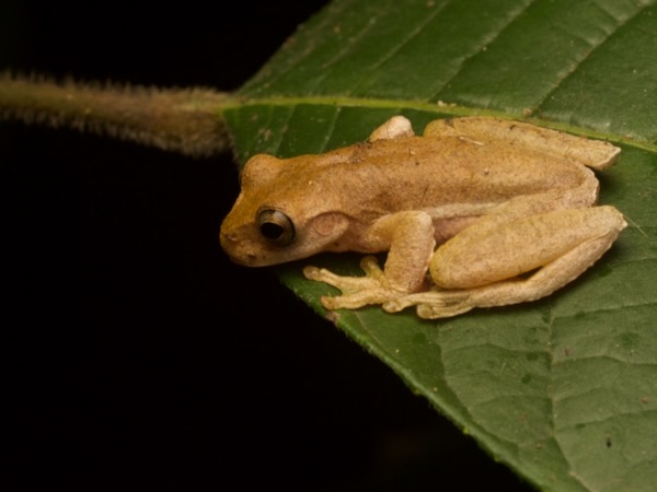Copan Stream Frog (Ptychohyla hypomykter)