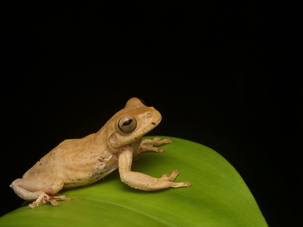 Copan Stream Frog (Ptychohyla hypomykter)