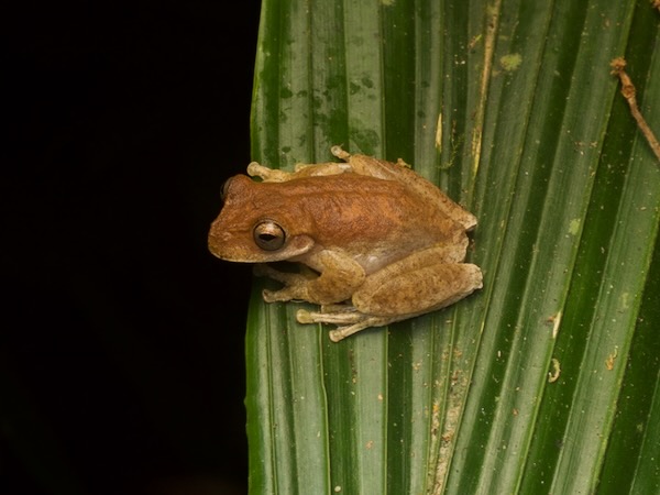 Copan Stream Frog (Ptychohyla hypomykter)