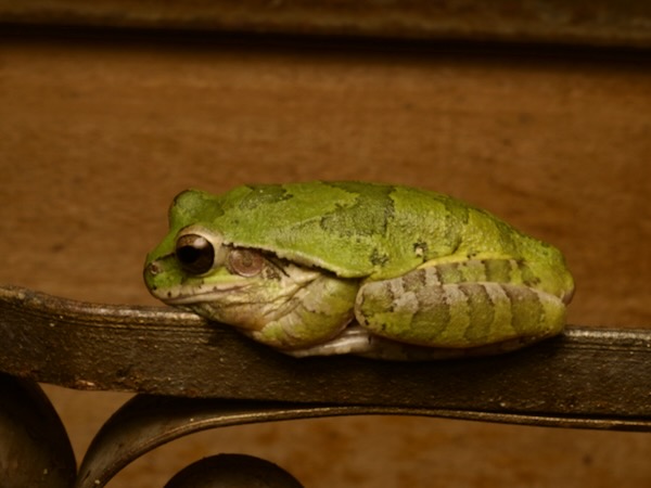 Common Mexican Tree Frog (Smilisca baudinii)