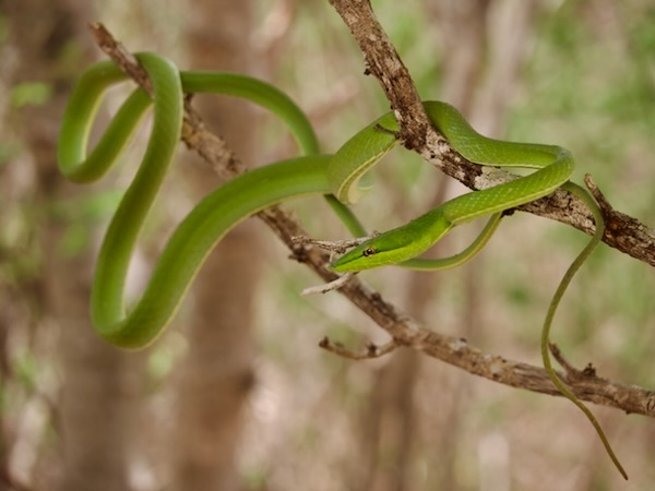 Green Vine Snake (Oxybelis fulgidus)