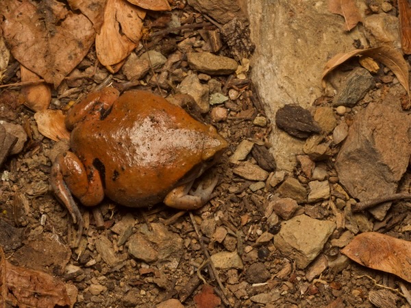 Northern Sheep Frog (Hypopachus variolosus)