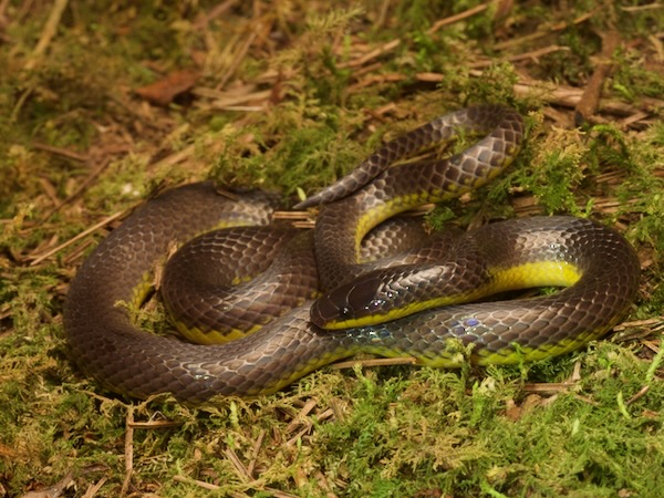 Rosebelly Earth Snake (Geophis rhodogaster)