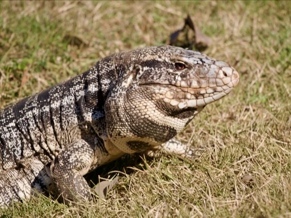 Argentine Giant Tegu  (Salvator merianae)