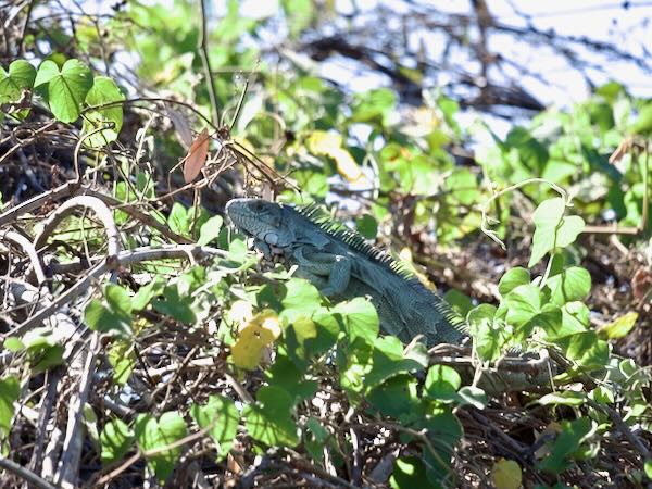 Green Iguana (Iguana iguana)