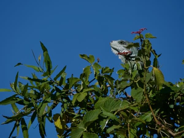 Green Iguana (Iguana iguana)