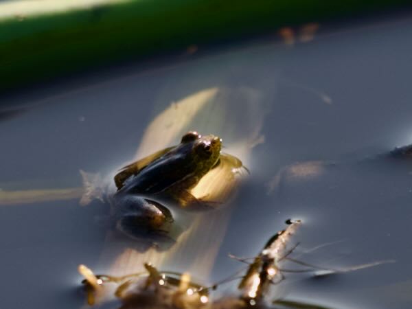 Uruguay Harlequin Frog (Lysapsus limellum)