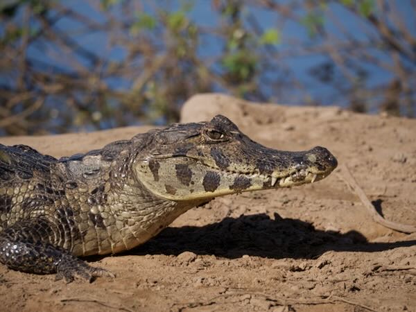 Yacare Caiman (Caiman yacare)