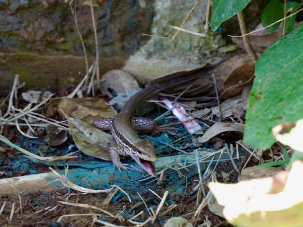 Giant Ameiva (Ameiva ameiva)