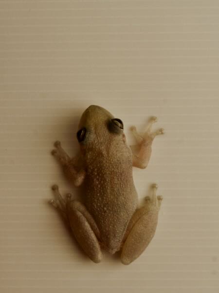 unidentified species (Scinax Pantanal bathroom)