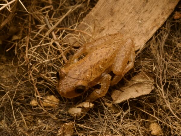 Dwarf Treefrog (Dendropsophus nanus)