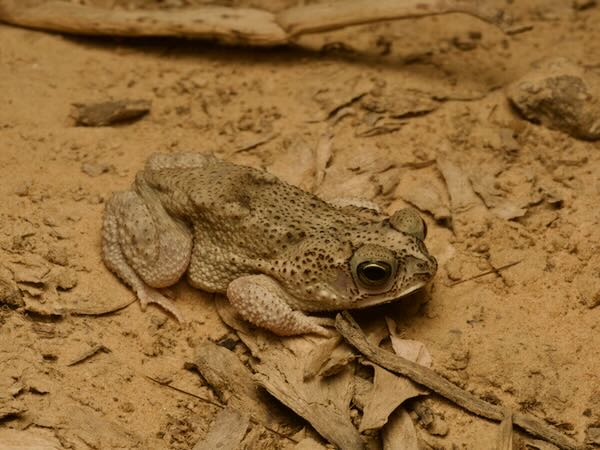 Chaco Granulated Toad (Rhinella major)