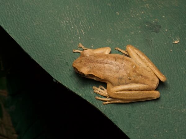 Chaco Treefrog (Boana raniceps)