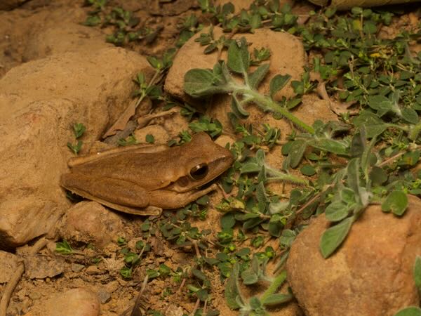 Chaco Treefrog (Boana raniceps)