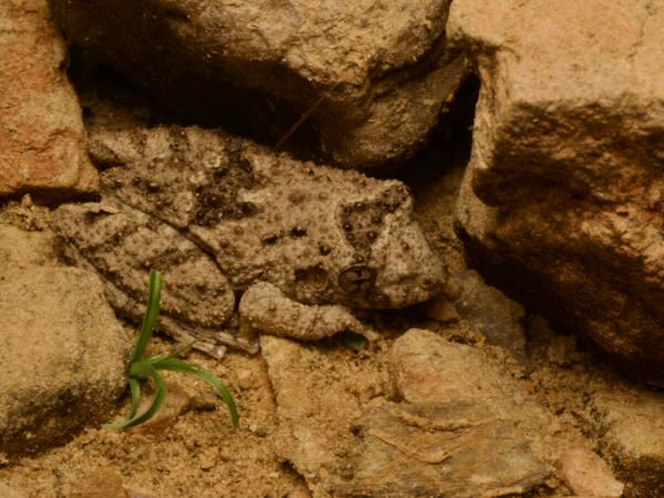 Mato Grosso Snouted Treefrog (Scinax acuminatus)