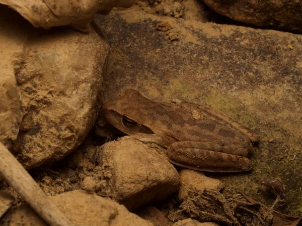 Chaco Treefrog (Boana raniceps)