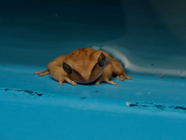 Chaco Treefrog (Boana raniceps)