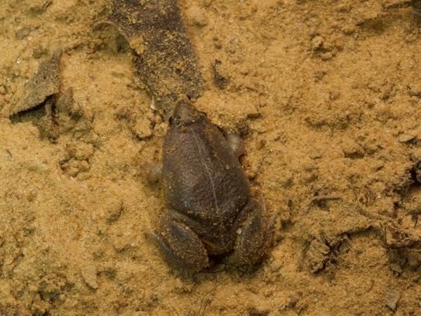 Two-colored Oval Frog (Elachistocleis bicolor)