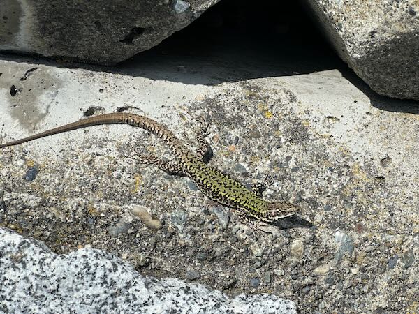 Common Wall Lizard (Podarcis muralis)