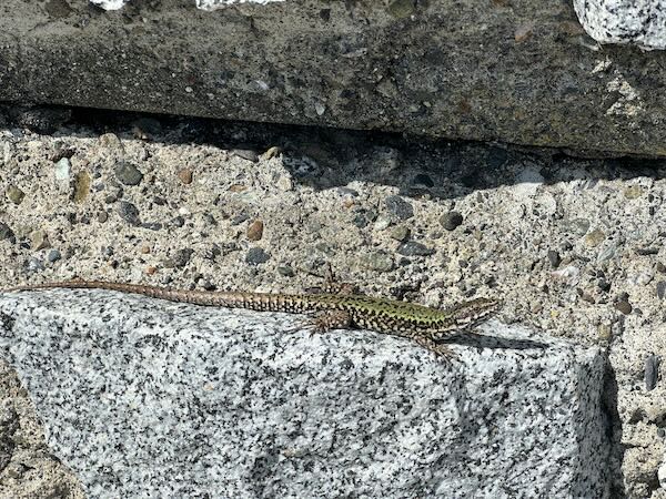 Common Wall Lizard (Podarcis muralis)