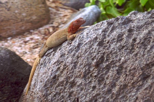 Española Lava Lizard (Microlophus delanonis)
