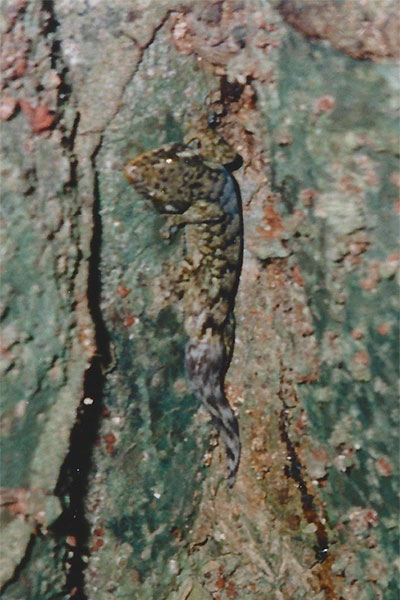 Northern Turnip-tailed Gecko (Thecadactylus rapicauda)
