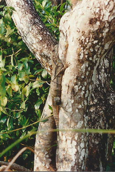 Black Spiny-tailed Iguana (Ctenosaura similis)