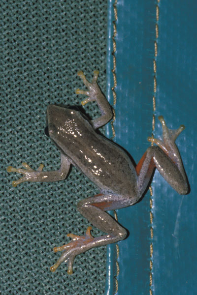 Dimorphic Reed Frog (Hyperolius cinnamomeoventris)