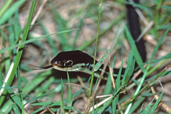 Peninsula Ribbonsnake (Thamnophis saurita sackenii)