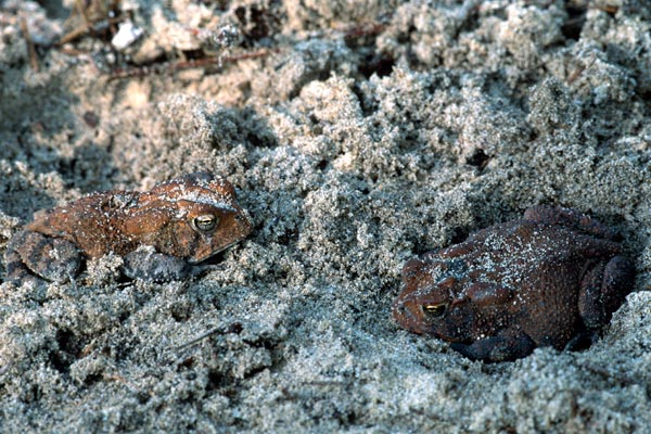 Southern Toad (Anaxyrus terrestris)