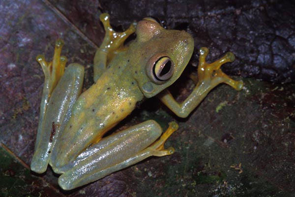 Gladiator Frog (Boana rosenbergi)