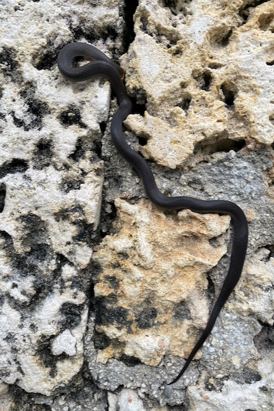 Southern Ring-necked Snake (Diadophis punctatus punctatus)