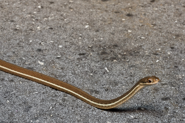 Peninsula Ribbonsnake (Thamnophis saurita sackenii)