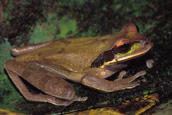 Masked Treefrog (Smilisca phaeota)