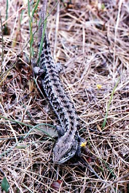 San Francisco Alligator Lizard (Elgaria coerulea coerulea)