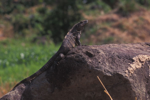 Black Spiny-tailed Iguana (Ctenosaura similis)