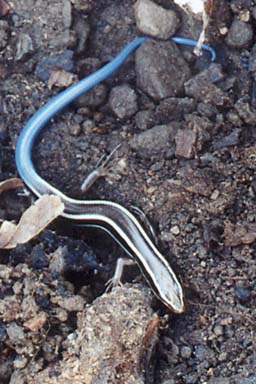 Skilton’s Skink (Plestiodon skiltonianus skiltonianus)