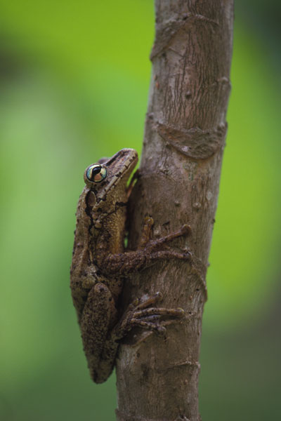 wild republic tree frog