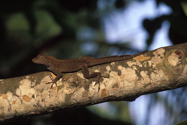 Puerto Rican Crested Anole (Anolis cristatellus cristatellus)