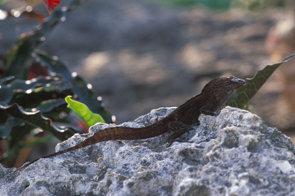 Puerto Rican Crested Anole (Anolis cristatellus cristatellus)