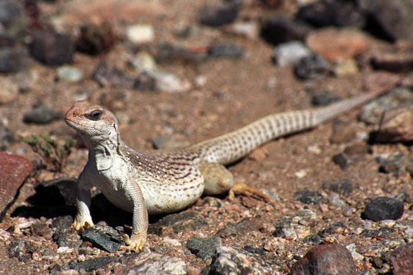 Northern Desert Iguana (Dipsosaurus dorsalis dorsalis)