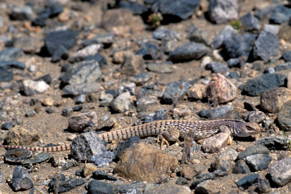 Northern Desert Iguana (Dipsosaurus dorsalis dorsalis)