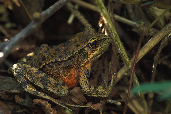 Northern Red-legged Frog (Rana aurora)