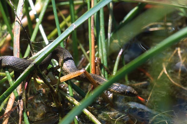 Oregon Gartersnake (Thamnophis atratus hydrophilus)