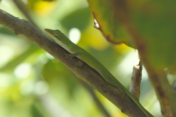 Baby Green Anole