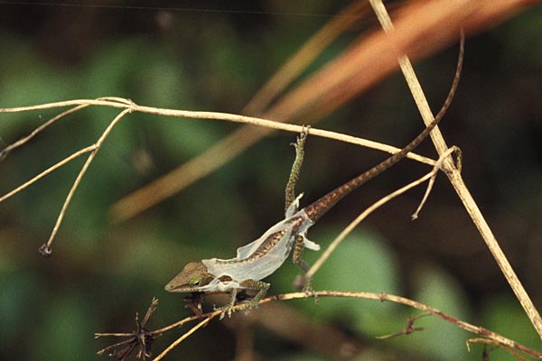 north american chameleon