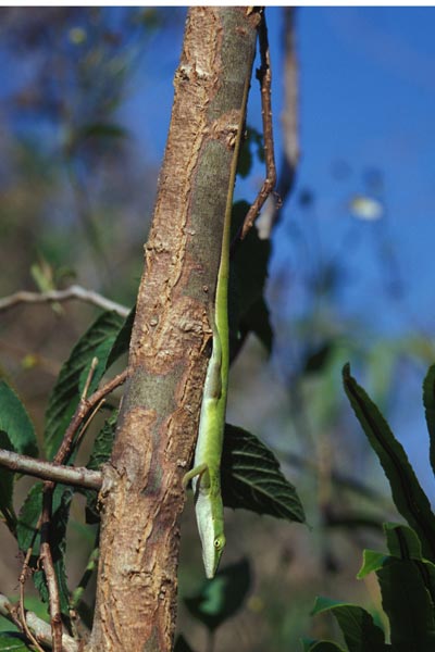 Green Anole (Anolis carolinensis)