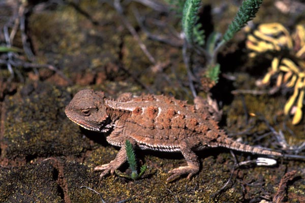 Hernandez’s Short-horned Lizard (Phrynosoma hernandesi hernandesi)